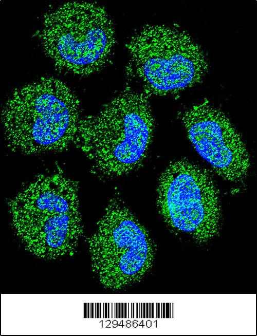Confocal immunofluorescent analysis of PRAMEF6 Antibody (C-term)(Cat#AP11418b) with NCI-H460 cell followed by Alexa Fluor 488-conjugated goat anti-rabbit lgG (green). DAPI was used to stain the cell nuclear (blue).