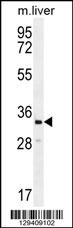 RLBP1L2 Antibody (C-term) (Cat. #AP11406b) western blot analysis in mouse liver tissue lysates (35ug/lane).This demonstrates the RLBP1L2 antibody detected the RLBP1L2 protein (arrow).