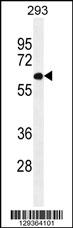 PATL2 Antibody (Center) (Cat. #AP11391c) western blot analysis in 293 cell line lysates (35ug/lane).This demonstrates the PATL2 antibody detected the PATL2 protein (arrow).