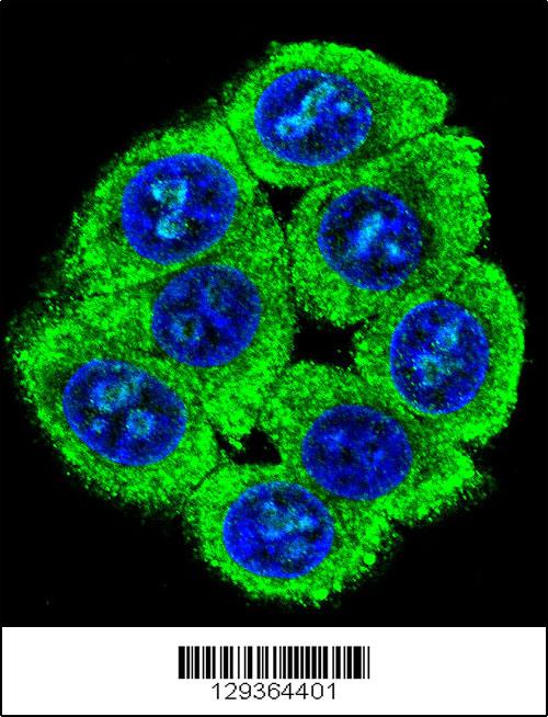 Confocal immunofluorescent analysis of PATL2 Antibody (Center)(Cat#AP11391c) with 293 cell followed by Alexa Fluor 488-conjugated goat anti-rabbit lgG (green). DAPI was used to stain the cell nuclear (blue).