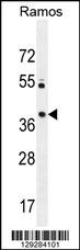 MGC24975 Antibody (C-term) (Cat. #AP11386b) western blot analysis in Ramos cell line lysates (35ug/lane).This demonstrates the MGC24975 antibody detected the MGC24975 protein (arrow).