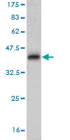 Antibody Reactive Against Recombinant Protein.Western Blot detection against Immunogen (36.74 KDa) . 