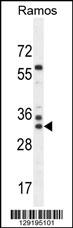 FAM133A Antibody (N-term) (Cat. #AP11383a) western blot analysis in Ramos cell line lysates (35ug/lane).This demonstrates the FAM133A antibody detected the FAM133A protein (arrow).