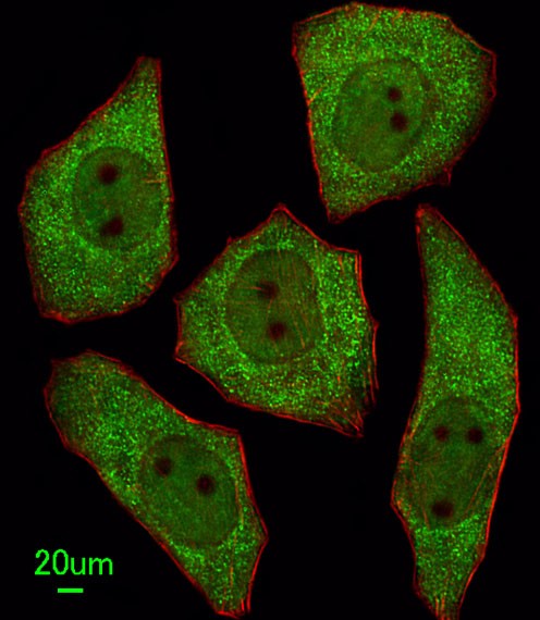 Immunofluorescent analysis of U251 cells, using LRRC45 Antibody (C-term) (Cat. #AP11368b). AP11368b was diluted at 1:25 dilution. Alexa Fluor 488-conjugated goat anti-rabbit lgG at 1:400 dilution was used as the secondary antibody (green). Cytoplasmic actin was counterstained with Dylight Fluor® 554 (red) conjugated Phalloidin (red).