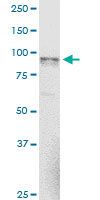 NAGLU monoclonal antibody (M02), clone 1B7. Western Blot analysis of NAGLU expression in NIH/3T3.