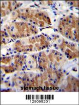 POLR3GL Antibody (Center) (Cat. #AP11367c)immunohistochemistry analysis in formalin fixed and paraffin embedded human stomach tissue followed by peroxidase conjugation of the secondary antibody and DAB staining.This data demonstrates the use of POLR3GL Antibody (Center) for immunohistochemistry. Clinical relevance has not been evaluated.