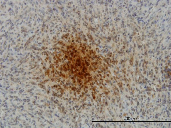 Immunoperoxidase of monoclonal antibody to MYL1 on formalin-fixed paraffin-embedded human spleen. [antibody concentration 3 ug/ml]