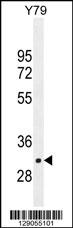 LRRC46 Antibody (N-term) (Cat. #AP11359a) western blot analysis in Y79 cell line lysates (35ug/lane).This demonstrates the LRRC46 antibody detected the LRRC46 protein (arrow).