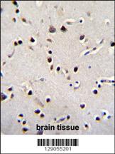 LRRC46 Antibody (N-term) (Cat. #AP11359a)immunohistochemistry analysis in formalin fixed and paraffin embedded human brain tissue followed by peroxidase conjugation of the secondary antibody and DAB staining.This data demonstrates the use of LRRC46 Antibody (N-term) for immunohistochemistry. Clinical relevance has not been evaluated.