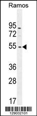 NIPAL1 Antibody (C-term) (Cat. #AP11352b) western blot analysis in Ramos cell line lysates (35ug/lane).This demonstrates the NIPAL1 antibody detected the NIPAL1 protein (arrow).