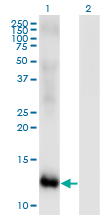 Western Blot analysis of MSRB2 expression in transfected 293T cell line by MSRB2 monoclonal antibody (M01), clone 2B7.Lane 1: MSRB2 transfected lysate (Predicted MW: 11.11 KDa).Lane 2: Non-transfected lysate.