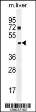 NIPAL1 Antibody (C-term) (Cat. #AP11352b) western blot analysis in mouse liver tissue lysates (35ug/lane).This demonstrates the NIPAL1 antibody detected the NIPAL1 protein (arrow).