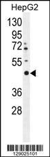 LRTM2 Antibody (C-term) (Cat. #AP11350b) western blot analysis in HepG2 cell line lysates (35ug/lane).This demonstrates the LRTM2 antibody detected the LRTM2 protein (arrow).
