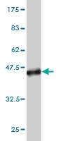 Antibody Reactive Against Recombinant Protein.Western Blot detection against Immunogen (37.84 KDa) . 