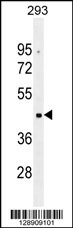 OR10G2 Antibody (N-term) (Cat. #AP11343a) western blot analysis in 293 cell line lysates (35ug/lane).This demonstrates the OR10G2 antibody detected the OR10G2 protein (arrow).
