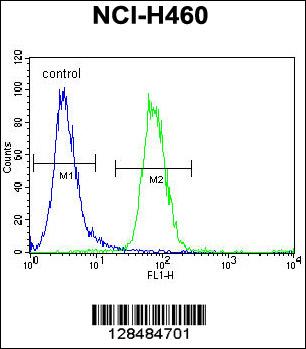 FX4L1 Antibody (N-term) (Cat. #AP11337a) flow cytometric analysis of NCI-H460 cells (right histogram) compared to a negative control cell (left histogram).FITC-conjugated goat-anti-rabbit secondary antibodies were used for the analysis.
