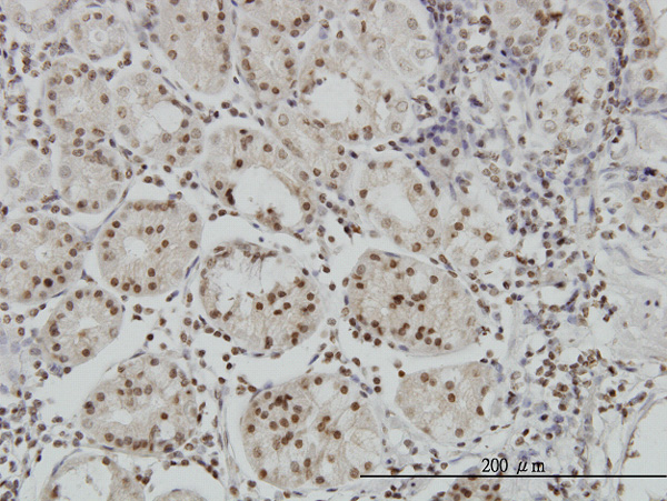 Immunoperoxidase of monoclonal antibody to MEF2B on formalin-fixed paraffin-embedded human stomach. [antibody concentration 3 ug/ml]