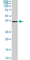 POMZP3 monoclonal antibody (M02), clone 2E7. Western Blot analysis of POMZP3 expression in PC-12((Cat # AT3383a )