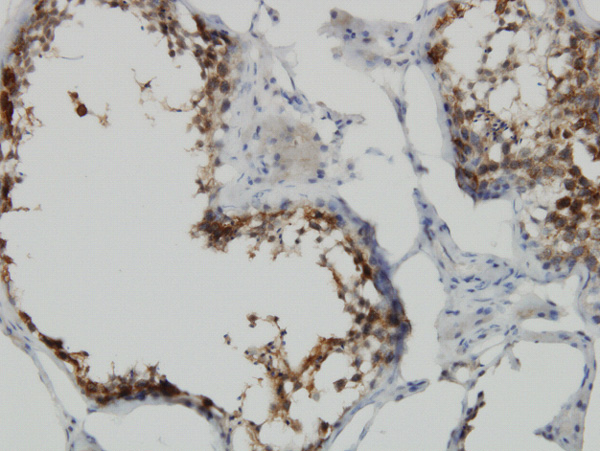 Immunoperoxidase of monoclonal antibody to POMZP3 on formalin-fixed paraffin-embedded human testis. [antibody concentration 3 ug/ml]