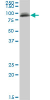 PIGS monoclonal antibody (M02), clone 3F3. Western Blot analysis of PIGS expression in NIH/3T3 ( (Cat # AT3308a )