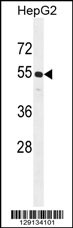 CCNJL Antibody (Center) (Cat. #AP11307c) western blot analysis in HepG2 cell line lysates (35ug/lane).This demonstrates the CCNJL antibody detected the CCNJL protein (arrow).