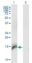 Western Blot analysis of CBY1 expression in transfected 293T cell line by CBY1 monoclonal antibody (M06), clone 2F2.Lane 1: CBY1 transfected lysate (Predicted MW: 14.5 KDa).Lane 2: Non-transfected lysate.
