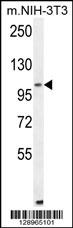 ALDH1L2 Antibody (C-term) (Cat. #AP11288b) western blot analysis in mouse NIH-3T3 cell line lysates (35ug/lane).This demonstrates the ALDH1L2 antibody detected the ALDH1L2 protein (arrow).