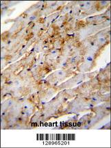 ALDH1L2 Antibody (C-term) (Cat. #AP11288b)immunohistochemistry analysis in formalin fixed and paraffin embedded mouse heart tissue followed by peroxidase conjugation of the secondary antibody and DAB staining.This data demonstrates the use of ALDH1L2 Antibody (C-term) for immunohistochemistry. Clinical relevance has not been evaluated.