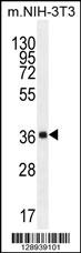 FAM108C1 Antibody (Center) (Cat. #AP11285c) western blot analysis in mouse NIH-3T3 cell line lysates (35ug/lane).This demonstrates the FAM108C1 antibody detected the FAM108C1 protein (arrow).