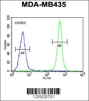 ALKBH6 Antibody (Center) (Cat. #AP11283c) flow cytometric analysis of MDA-MB435 cells (right histogram) compared to a negative control cell (left histogram).FITC-conjugated goat-anti-rabbit secondary antibodies were used for the analysis.