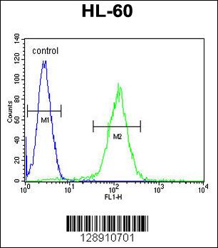OR10J5 Antibody (C-term) (Cat. #AP11275b) flow cytometric analysis of HL-60 cells (right histogram) compared to a negative control cell (left histogram).FITC-conjugated goat-anti-rabbit secondary antibodies were used for the analysis.