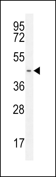 GPR142 Antibody (N-term) (Cat. #AP11260a) western blot analysis in HL-60 cell line lysates (35ug/lane).This demonstrates the GPR142 antibody detected the GPR142 protein (arrow).