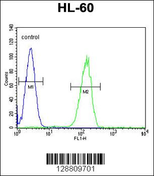 GPR142 Antibody (N-term) (Cat. #AP11260a) flow cytometric analysis of HL-60 cells (right histogram) compared to a negative control cell (left histogram).FITC-conjugated goat-anti-rabbit secondary antibodies were used for the analysis.