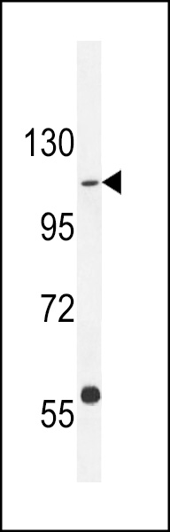 GIGYF1 Antibody (Center) (Cat. #AP11245c) western blot analysis in Ramos cell line lysates (35ug/lane).This demonstrates the GIGYF1 antibody detected the GIGYF1 protein (arrow).