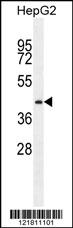 PRRT1 Antibody (Center) (Cat. #AP11241c) western blot analysis in HepG2 cell line lysates (35ug/lane).This demonstrates the PRRT1 antibody detected the PRRT1 protein (arrow).