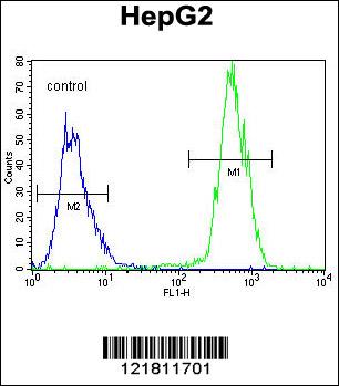 PRRT1 Antibody (Center) (Cat. #AP11241c) flow cytometric analysis of HepG2 cells (right histogram) compared to a negative control cell (left histogram).FITC-conjugated goat-anti-rabbit secondary antibodies were used for the analysis.