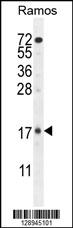 TTC9C Antibody (N-term) (Cat. #AP11171a) western blot analysis in Ramos cell line lysates (35ug/lane).This demonstrates the TTC9C antibody detected the TTC9C protein (arrow).