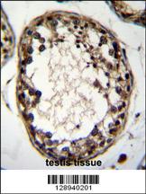 OTUD1 Antibody (Center) (Cat. #AP11168c)immunohistochemistry analysis in formalin fixed and paraffin embedded human testis tissue followed by peroxidase conjugation of the secondary antibody and DAB staining.This data demonstrates the use of OTUD1 Antibody (Center) for immunohistochemistry. Clinical relevance has not been evaluated.