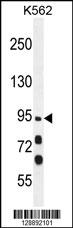 MYO19 Antibody (Center) (Cat. #AP11165c) western blot analysis in K562 cell line lysates (35ug/lane).This demonstrates the MYO19 antibody detected the MYO19 protein (arrow).