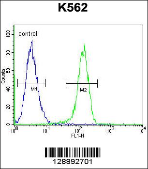 MYO19 Antibody (Center) (Cat. #AP11165c) flow cytometric analysis of K562 cells (right histogram) compared to a negative control cell (left histogram).FITC-conjugated goat-anti-rabbit secondary antibodies were used for the analysis.