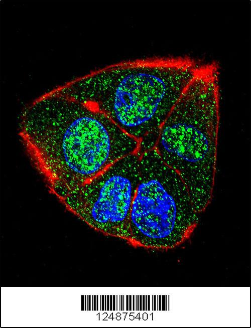 Confocal immunofluorescent analysis of IFT88 Antibody (C-term)(Cat#AP11138b) with HepG2 cell followed by Alexa Fluor 488-conjugated goat anti-rabbit lgG (green). Actin filaments have been labeled with Alexa Fluor555 phalloidin (red). DAPI was used to stain the cell nuclear (blue).