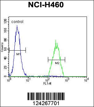 B3GALT5 Antibody (N-term) (Cat. #AP11135a) flow cytometric analysis of NCI-H460 cells (right histogram) compared to a negative control cell (left histogram).FITC-conjugated goat-anti-rabbit secondary antibodies were used for the analysis.