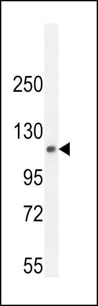 PHF12 Antibody (C-term) (Cat. #AP11130b) western blot analysis in mouse lung tissue lysates (35ug/lane).This demonstrates the PHF12 antibody detected the PHF12 protein (arrow).