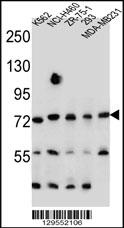 SEC14L5 Antibody (Center) (Cat. #AP11616c) western blot analysis in K562,NCI-H460,ZR-75-1,293,MDA-MB231 cell line lysates (35ug/lane).This demonstrates the SEC14L5 antibody detected the SEC14L5 protein (arrow).
