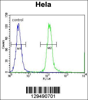 CPSF4L Antibody (C-term) (Cat. #AP11610b) flow cytometric analysis of Hela cells (right histogram) compared to a negative control cell (left histogram).FITC-conjugated goat-anti-rabbit secondary antibodies were used for the analysis.