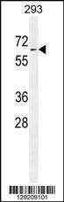 PLD5 Antibody (C-term) (Cat. #AP11598b) western blot analysis in 293 cell line lysates (35ug/lane).This demonstrates the PLD5 antibody detected the PLD5 protein (arrow).