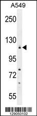 WDR52 Antibody (C-term) (Cat. #AP11586b) western blot analysis in A549 cell line lysates (35ug/lane).This demonstrates the WDR52 antibody detected the WDR52 protein (arrow).