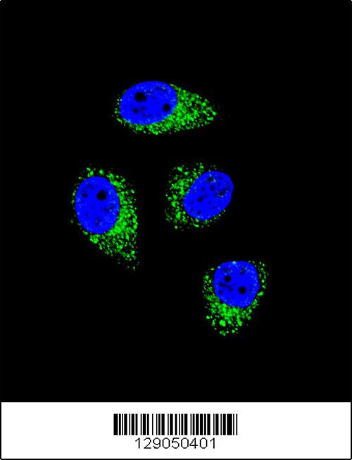 Confocal immunofluorescent analysis of WDR52 Antibody (C-term)(Cat#AP11586b) with A549 cell followed by Alexa Fluor 488-conjugated goat anti-rabbit lgG (green). DAPI was used to stain the cell nuclear (blue).