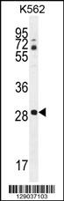 CLEC12B Antibody (C-term) (Cat. #AP11585b) western blot analysis in K562 cell line lysates (35ug/lane).This demonstrates the CLEC12B antibody detected the CLEC12B protein (arrow).