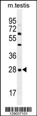 CLEC12B Antibody (C-term) (Cat. #AP11585b) western blot analysis in mouse testis tissue lysates (35ug/lane).This demonstrates the CLEC12B antibody detected the CLEC12B protein (arrow).